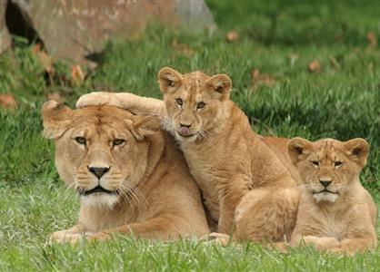 Zoo des Sables Lion - Camping Europa - Saint Gilles Croix de Vie